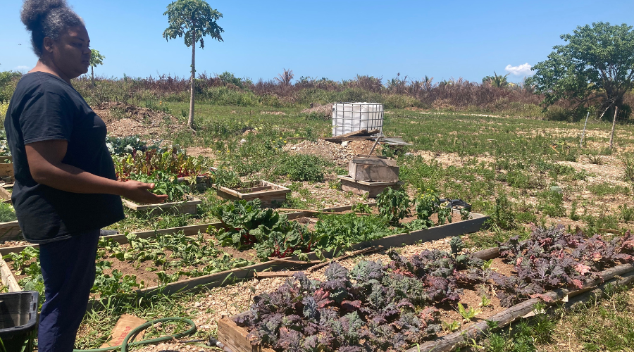 The Blue Atlas Project sula-grant-concept Image Woman standing in a field of vegetables